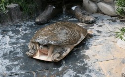 生态甲鱼养殖技术视频，如何高效实现？