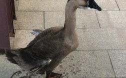 道州灰鹅是哪个品种