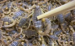 南方蝎子养殖技术视频，关键要点有哪些？