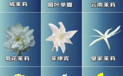 商业用茉莉花是什么品种？