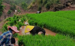 农广天地水稻技术视频有哪些实用技巧？