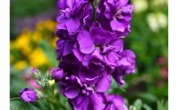 紫罗兰花品种有多少种？