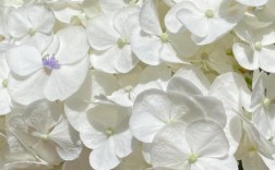 白色绣球有哪些常见品种？