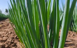 大葱种植全套技术视频