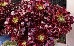 多肉黑法师品种有哪些？