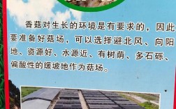 蘑菇种植技术要点有哪些？