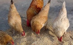 重庆周边柴鸡养殖技术有哪些关键要点？