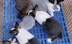 养殖家兔子技术视频全集，哪里能看全？