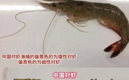 南美白对虾养殖技术核心要点有哪些？
