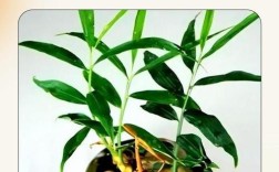 南方生姜如何实现高产种植？