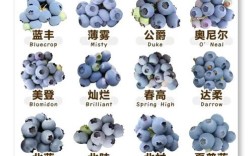 北方蓝莓哪个品种最可口？