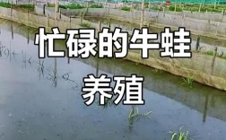 牛蛙养殖技术视频，新手能学会吗？