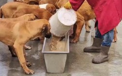 大型肉狗养殖技术视频有哪些要点？