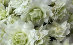 白色长寿花选什么品种好？