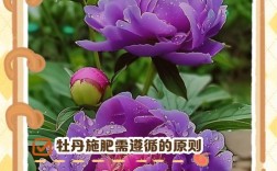 秋季盆栽牡丹施肥该注意啥？