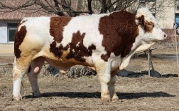 新手养品种牛，哪个品种更合适？