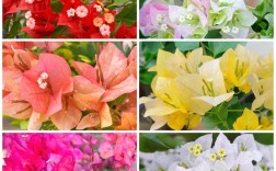 三角梅开花大品种有哪些？