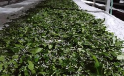 现代种桑养蚕视频，新手能快速学会吗？