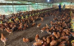 发酵床养鸡技术如何高效应用？