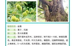 板栗种植技术如何提升经济效益？