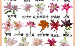 百合花品种大全图解，常见品种有哪些？