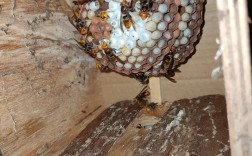 冬天胡蜂养殖技术视频有哪些要点？