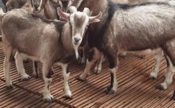 贵州有什么独特的羊品种