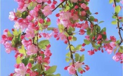 垂丝海棠可以扦插技术