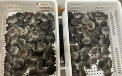 2025猪鼻龟苗价格会涨还是跌？