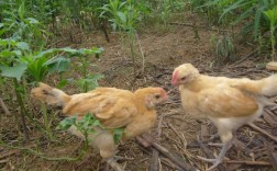 山野鸡苗养殖技术视频怎么学？