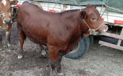 中国大别山黄牛有何独特品种特性？