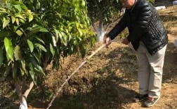 芒果栽培管理技术视频，有哪些关键要点？