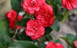 红最艳茶花品种是哪种？