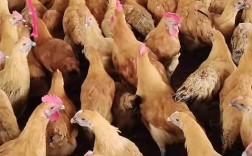 28号长春肉鸡最新价格多少钱一斤？