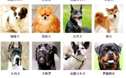 适合做肉狗的狗品种