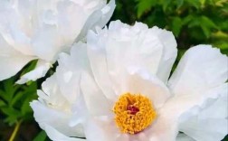 白色牡丹哪个品种最漂亮？