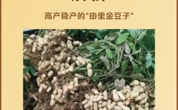 北方花生高产种植技术有哪些关键要点？
