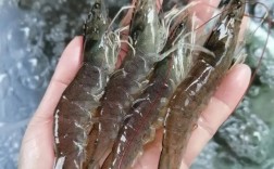 湖南南美白对虾养殖技术关键点有哪些？