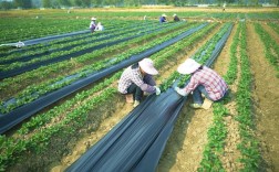 地膜覆盖豆角种植技术，如何提高产量与效益？