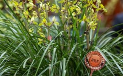 江苏兰花品种有哪些？