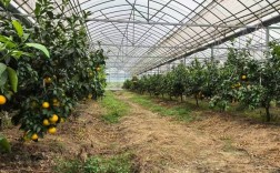 大棚脐橙种植技术视频，如何高效种植？