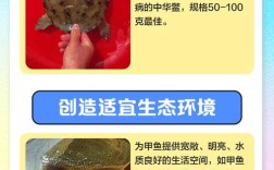 室内甲鱼养殖技术有哪些关键要点？