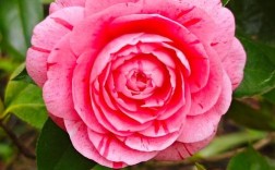 粉色茶花哪个品种最漂亮？