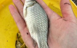 中科三号是鱼的新品种吗？