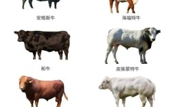 西门塔尔奶牛有哪些核心优势？