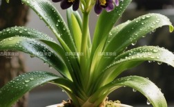 品种好的君子兰图片长啥样？