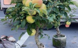 浙江适合种什么果树？