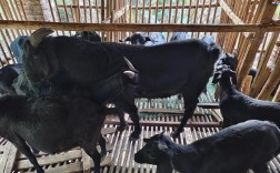 公羊养殖技术视频有哪些要点？