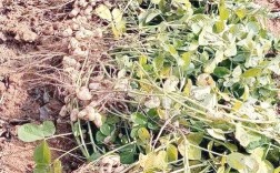 露地花生怎么种？高产技术看这里！