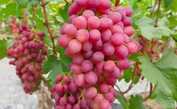 北方葡萄品种大全图片